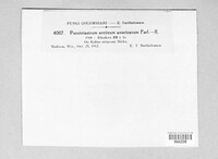 Aculeastrum americanum image